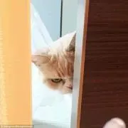 怒羅猫