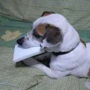 キザシ(プロフに注意事項書書いてます)