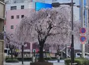 極風呂花の雲エクセレントアロマカーサ