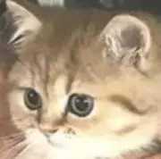 ★にゃんこ★の画像