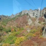 ふしの画像