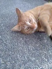はたぼの画像