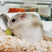 もるの画像