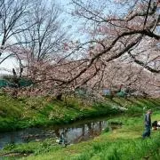 Image of キノ