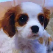 さくらんぼの画像