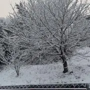 やまとれーなー