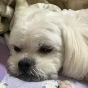 ひまわり
