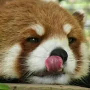 クリオ