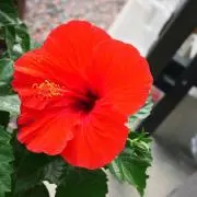 riiiinの画像