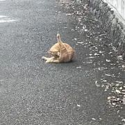 トーマスの画像