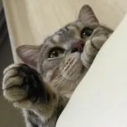 ぴん