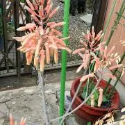 sale中☆ひまわりの画像