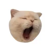きゃんの画像