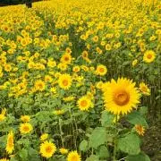 ごまの画像