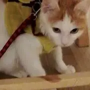 はなの画像