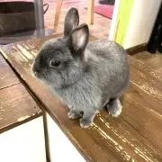 ＲＡＮ☆の画像