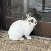 うさぎの画像