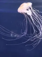 アキラの画像