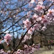 アスカ商店◆1日〜2日発送◆値段交渉OKの画像