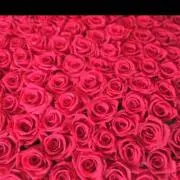 Rose.c