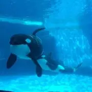あお
