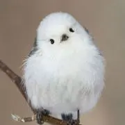 はちの画像