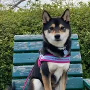 ぶぅにゃん