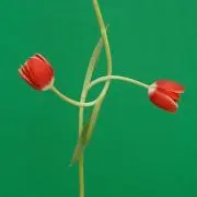 まめの画像