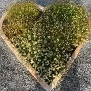 Uの画像