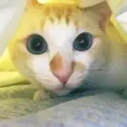 黒幕
