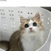 kazuccaの画像