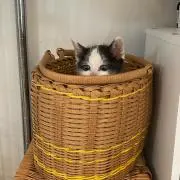 きりの画像