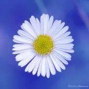 panusakoaの画像