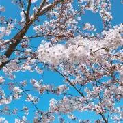 さくら＊プロフ確認の画像