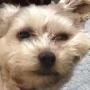 atagonomatuの画像