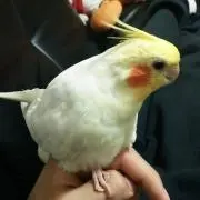 バボ太の画像