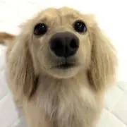 ポポの画像
