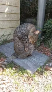 黒猫の画像
