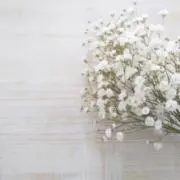 mimo.の画像