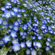 zinnia《プロフ一読お願いします》
