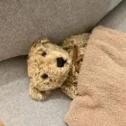 森のくますけの画像