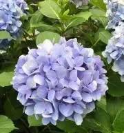 sakuraの画像