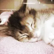 nekoの画像