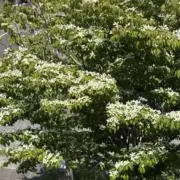 りおの画像