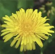 koopの画像