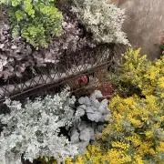 ひらりんの画像