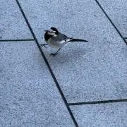 Rinaの画像