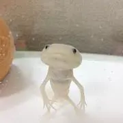 めめしろう