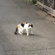 なかやま
