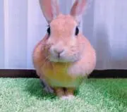 あっちゃん「＊値下げ実施中＊」の画像